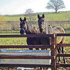 Ben Bonnett Fencing - troughs